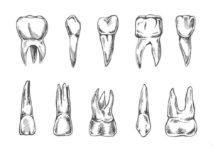 Dents