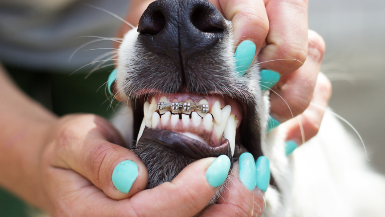 Los animales también pueden usar brackets